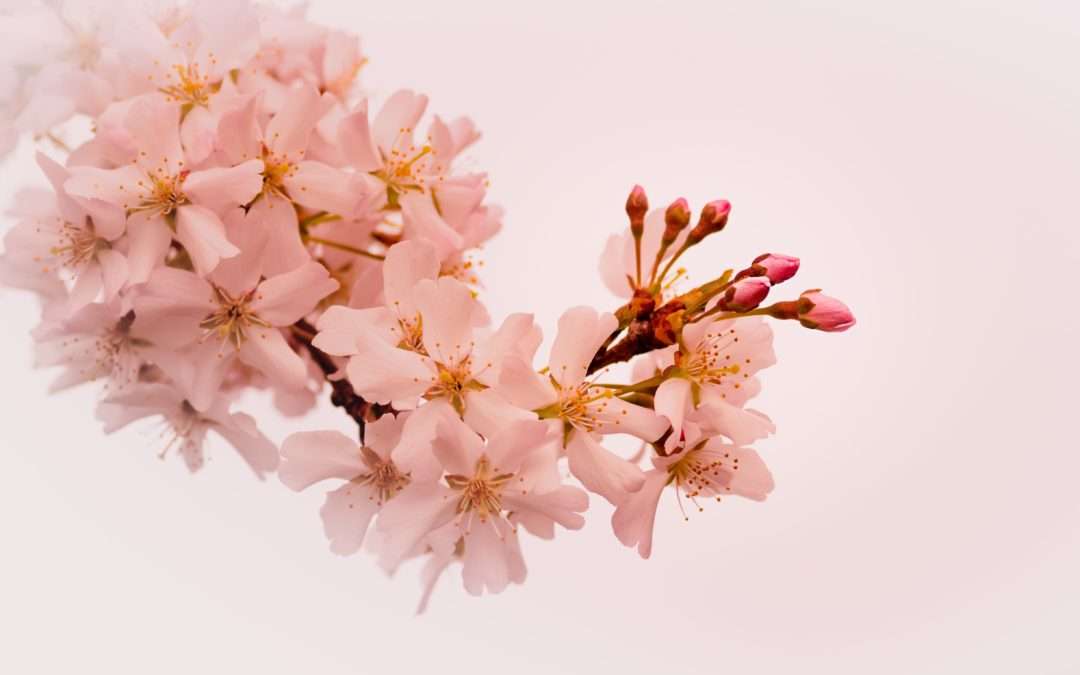 Spa Etiquette: What to Expect When Visiting a Wellness Spa